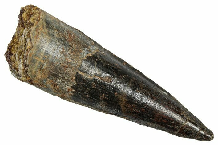 Fossil Spinosaurus Tooth - Real Dinosaur Tooth #345489